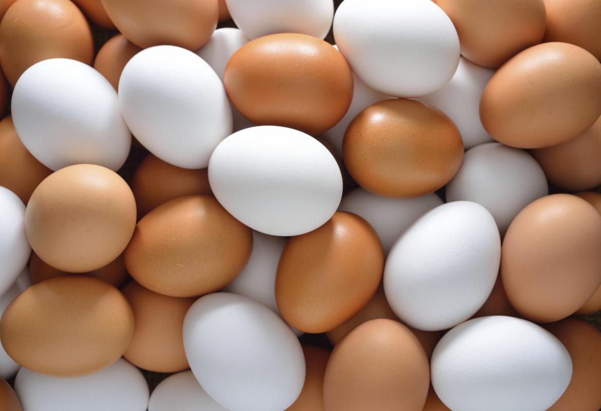 سعر البيض الأبيض في المزرعة