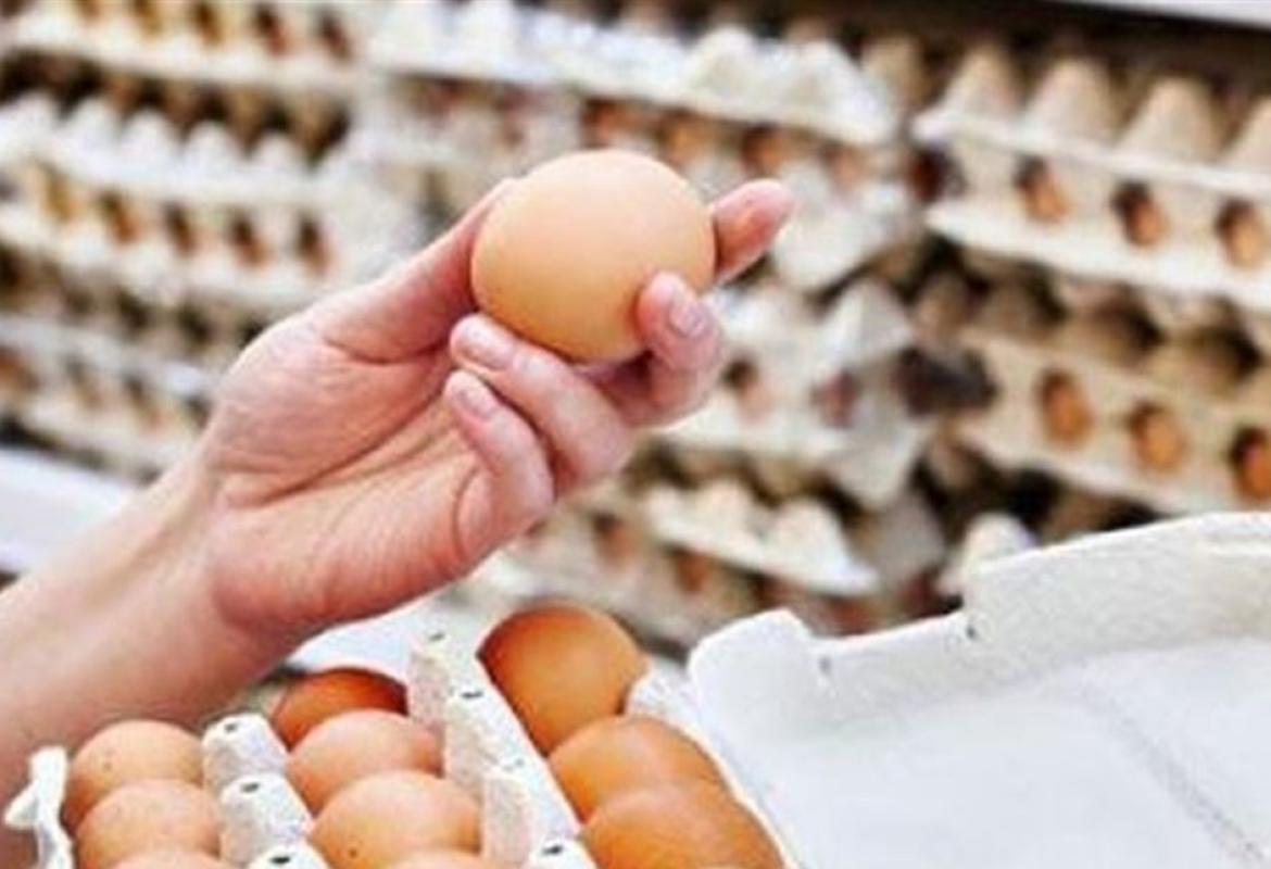 سعر البيض في المزرعة
