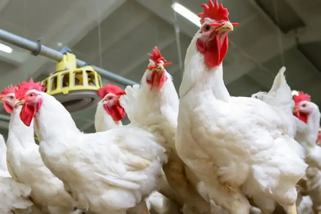 أسعار الدواجن والبيض اليوم السبت 30 أغسطس 2025 في الأسواق المصرية | صورة حصرية من موقع مصر 24