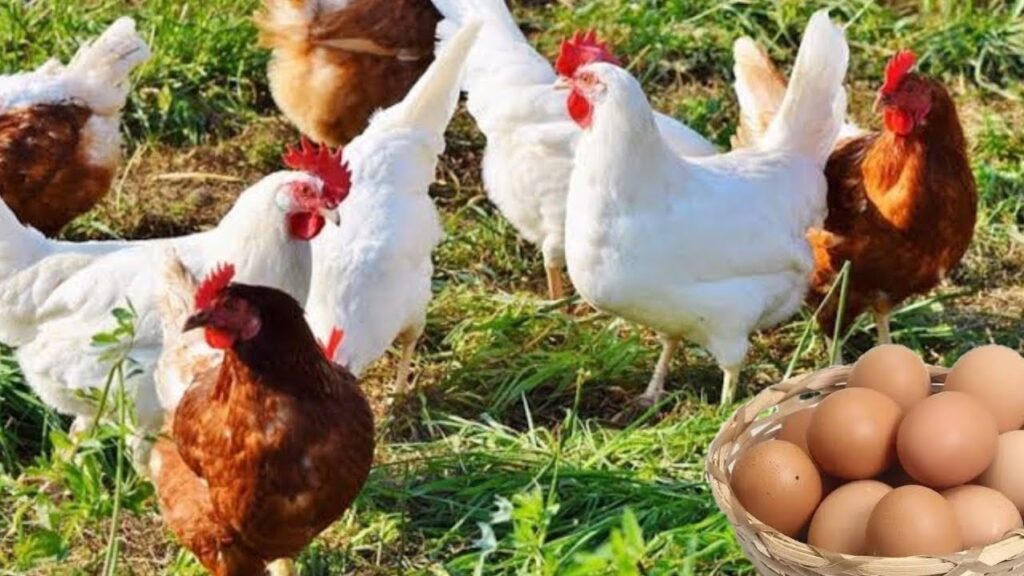 سعر الفراخ اليوم السبت 15 نوفمبر 2025.. استقرار في الأسواق والبورصة تُعلن أحدث الأسعار أسعار الدواجن والبيض في مصر اليوم الاثنين 10 نوفمبر 2025