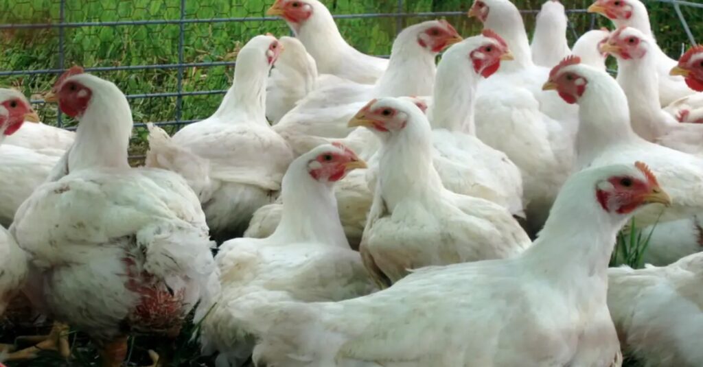 انخفاض جديد في سعر الفراخ البيضاء اليوم الثلاثاء.. تعرف على أسعار الدواجن للمستهلك