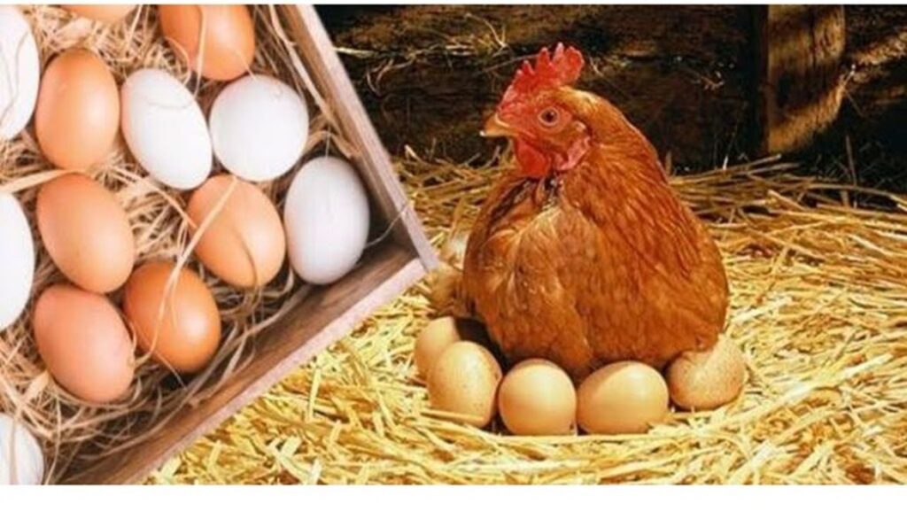 استقرار أسعار الدواجن في مصر اليوم الأحد 16 نوفمبر 2025 , تعرف على أسعار الفراخ والكتاكيت والبيض